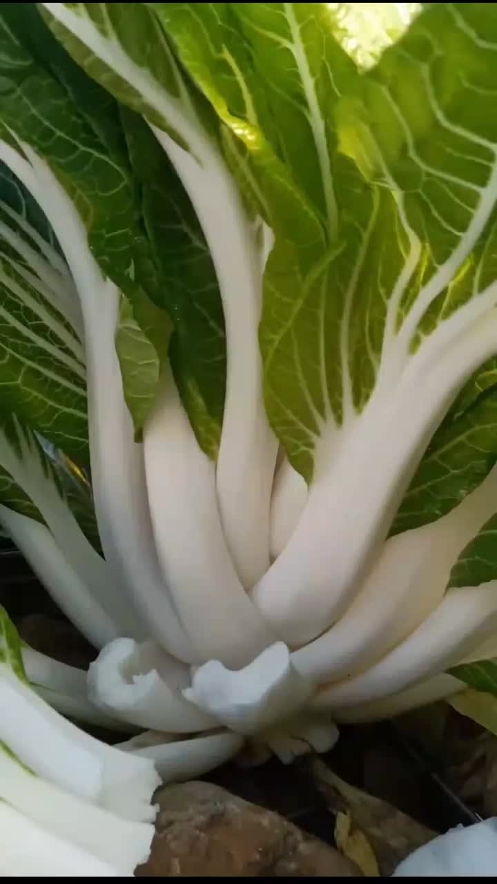 fruitshouse.28 - Video 69