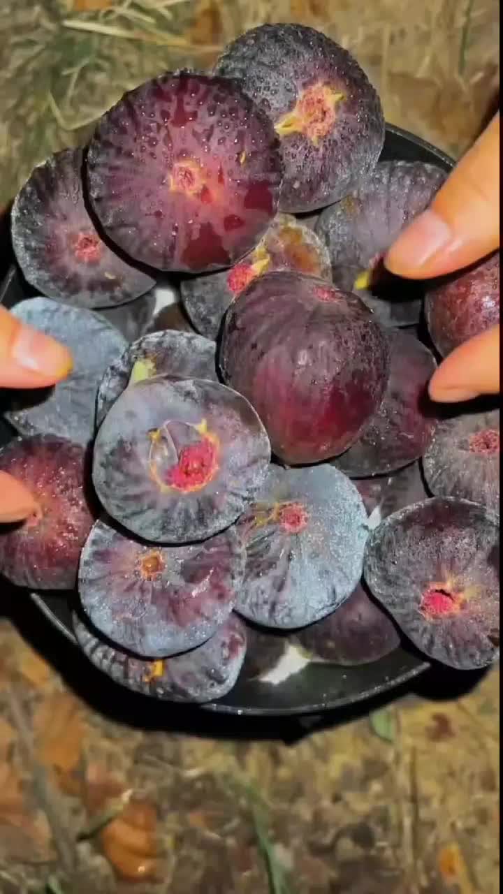 fruitshouse.28 - Video 79