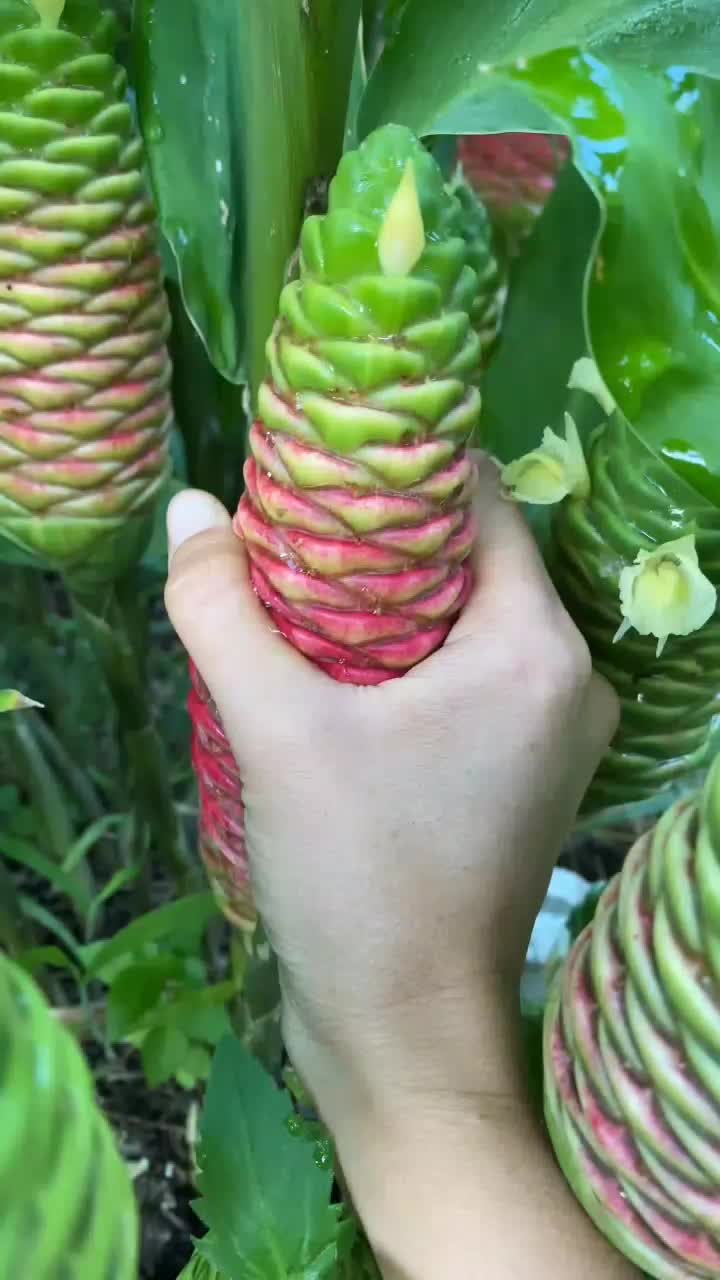 fruitshouse.28 - Video 93