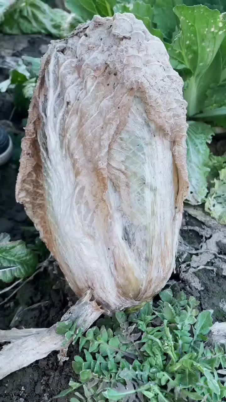 fruitshouse.28 - Video 82