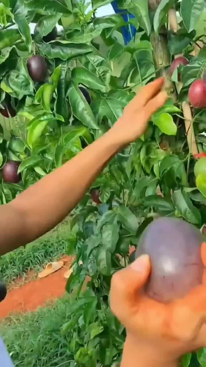 fruitshouse.28 - Video 53