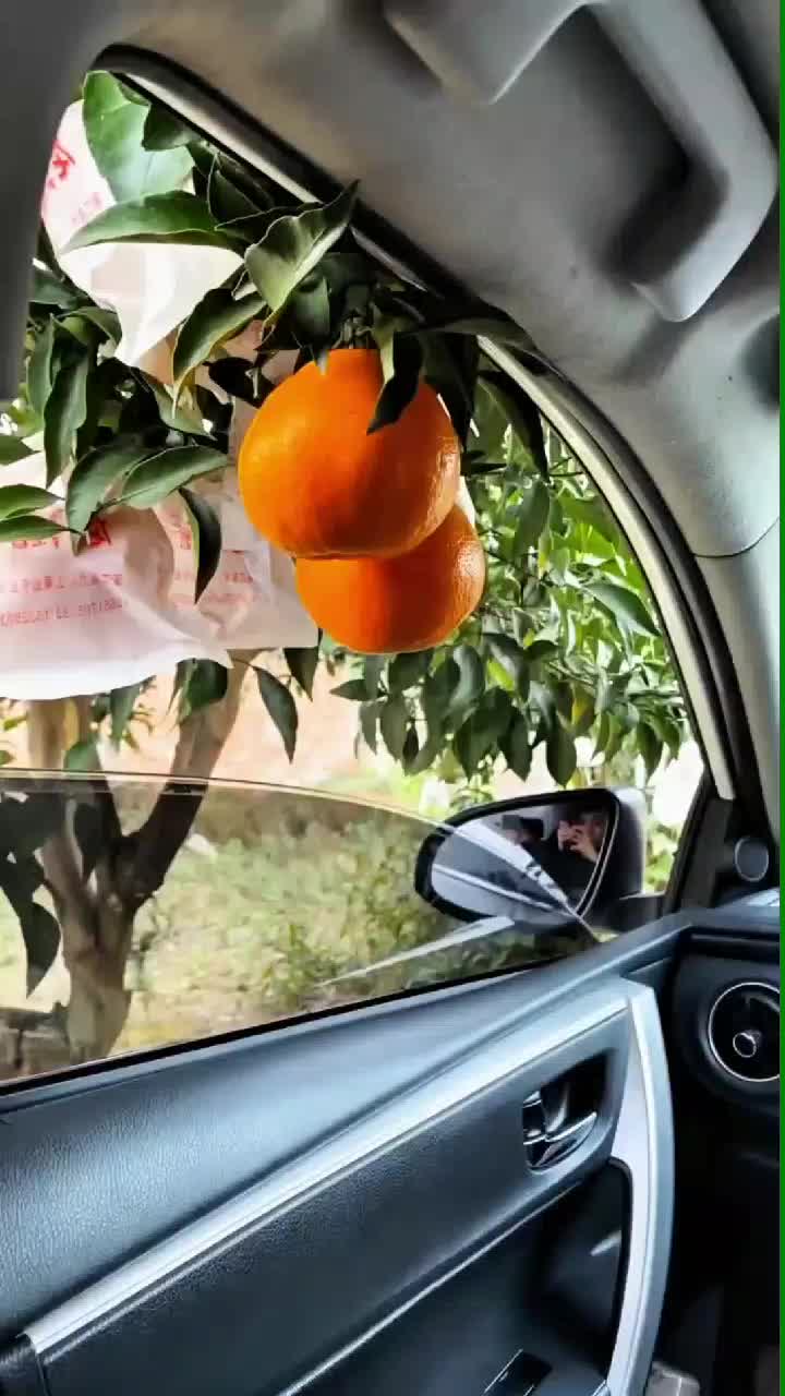 fruitshouse.28 - Video 95