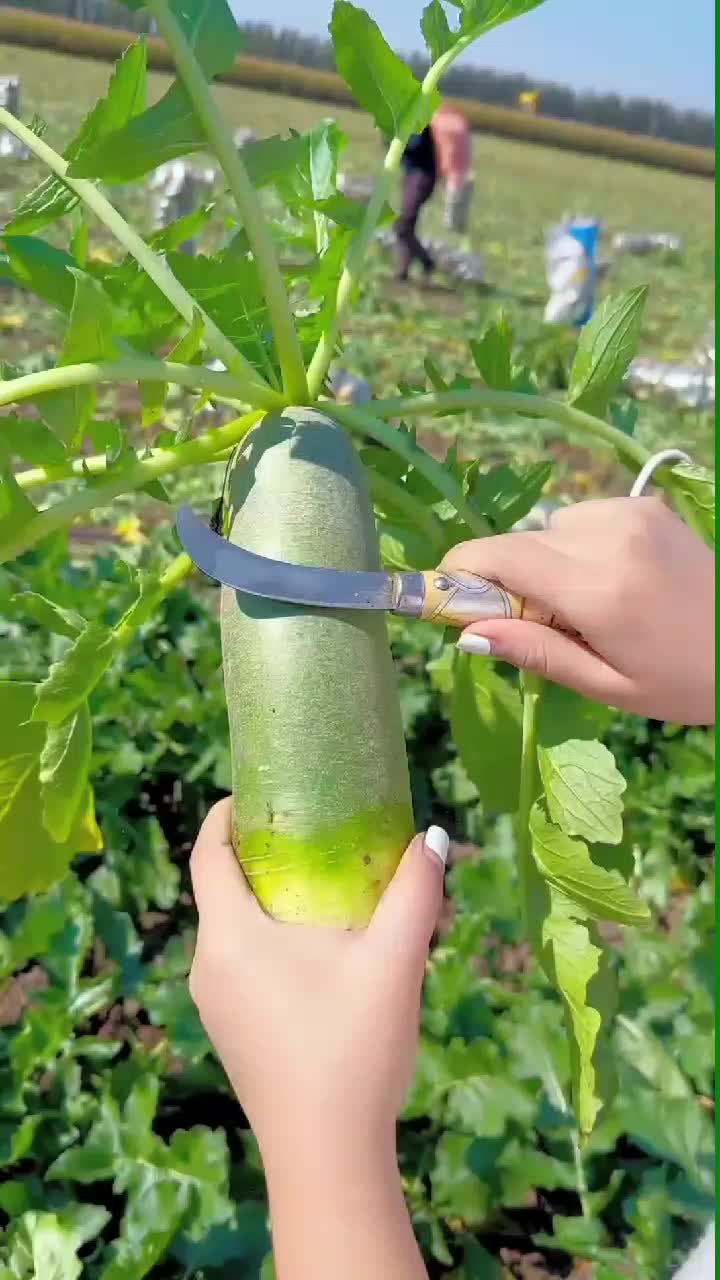 fruitshouse.28 - Video 77