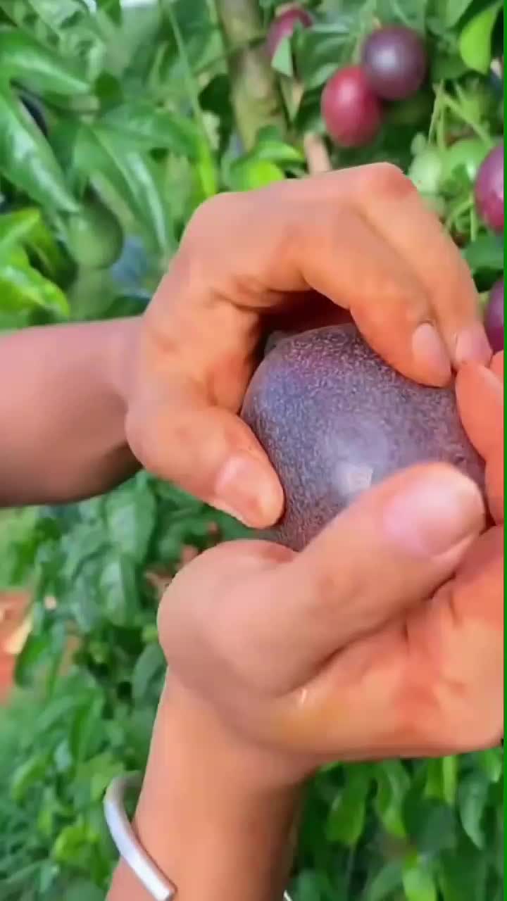 fruitshouse.28 - Video 29