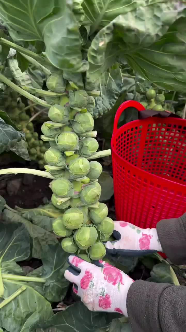 fruitshouse.28 - Video 13