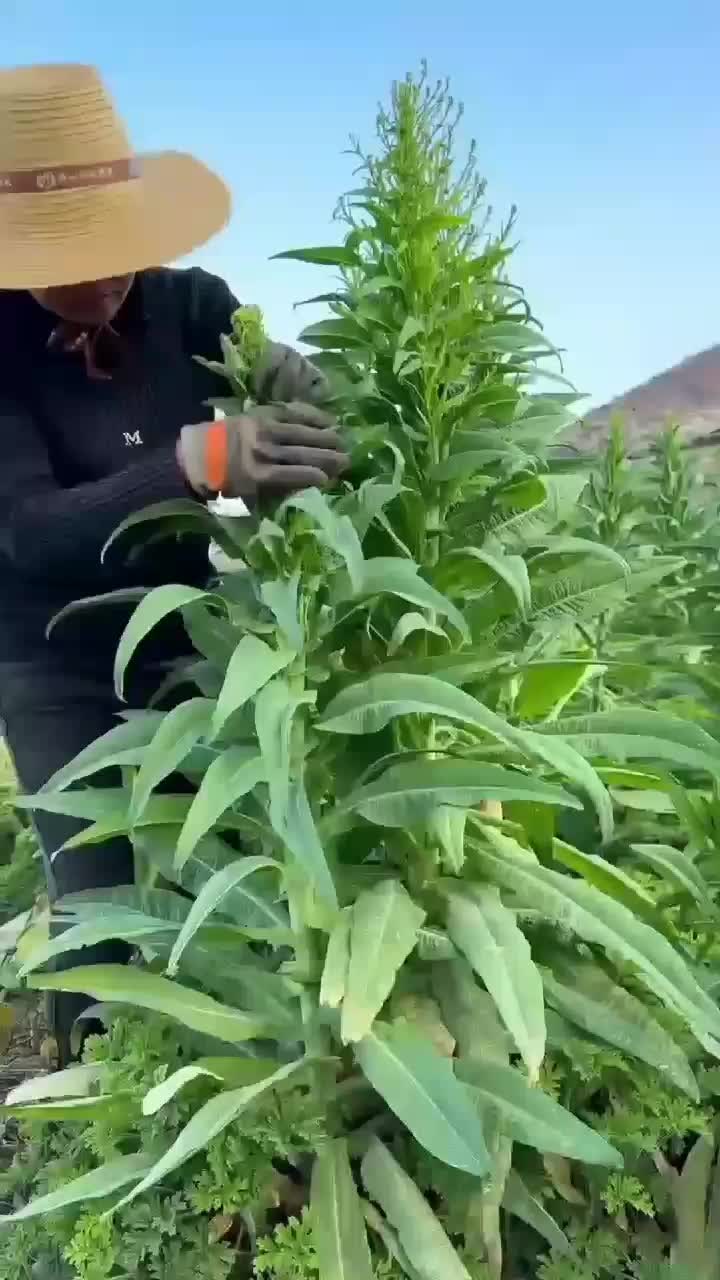 fruitshouse.28 - Video 39