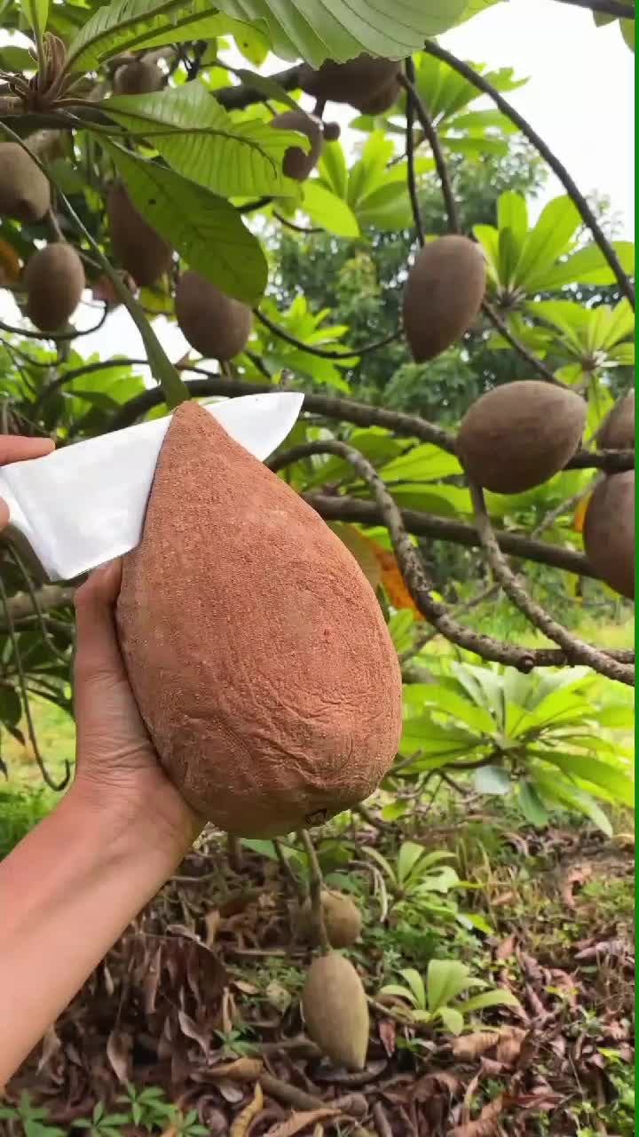 fruitshouse.28 - Video 112