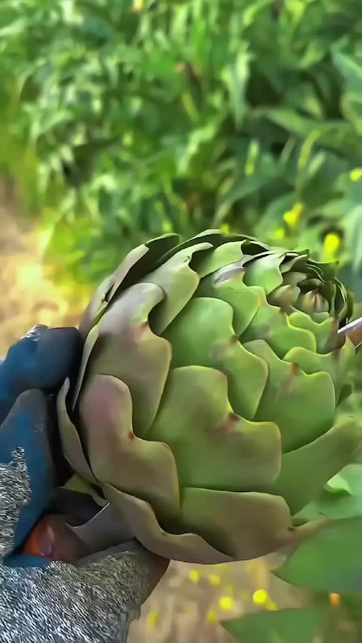 fruitshouse.28 - Video 41