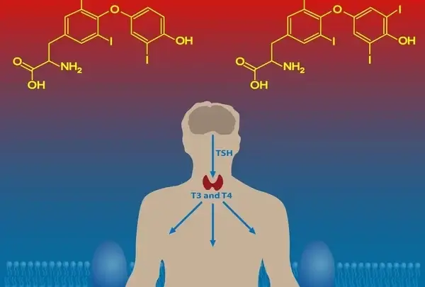 metabolismo