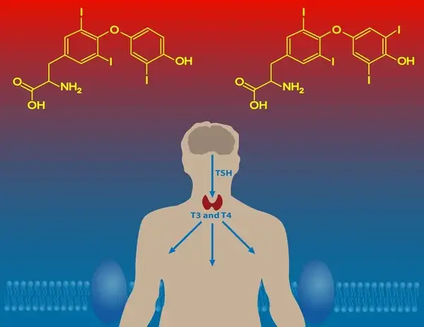 metabolismo